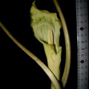 Image of Arisaema silvestrii   Pamp..